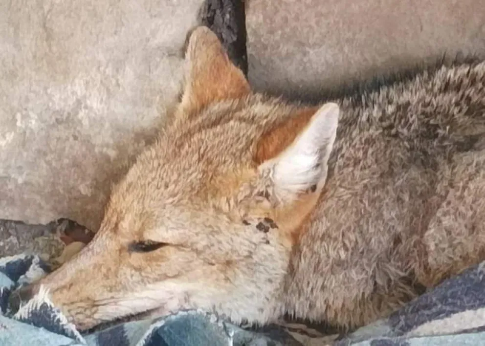 El animal se encuentra en observación en una veterinaria. Foto: gentileza