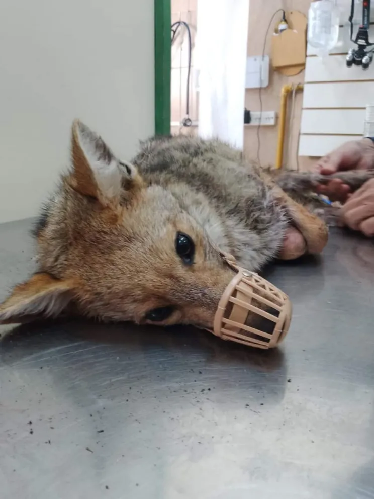 El zorro continúa en recuperación. Foto: Facebook Luis Percario