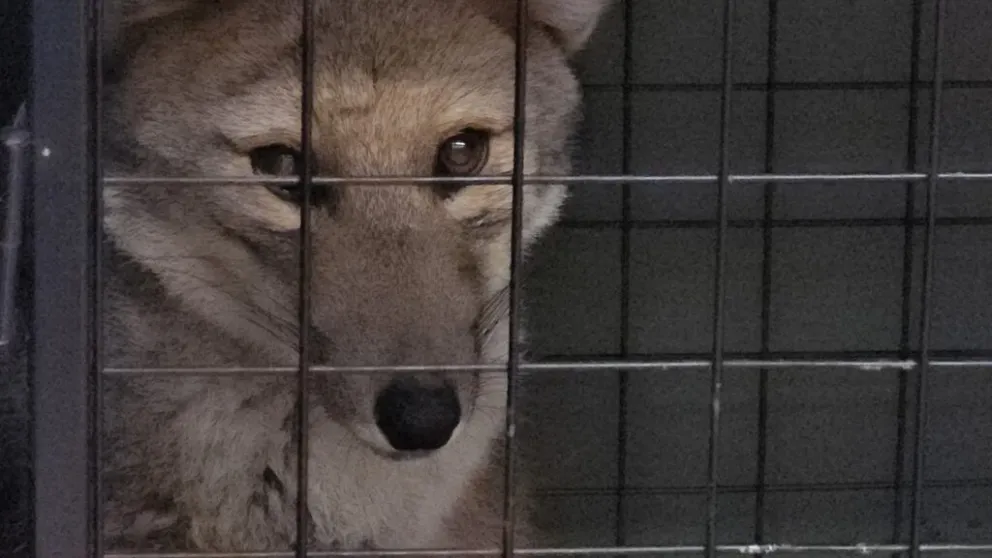 El zorro estuvo internado desde el día del accidente. Foto: Parque Nacional Nahuel Huapi