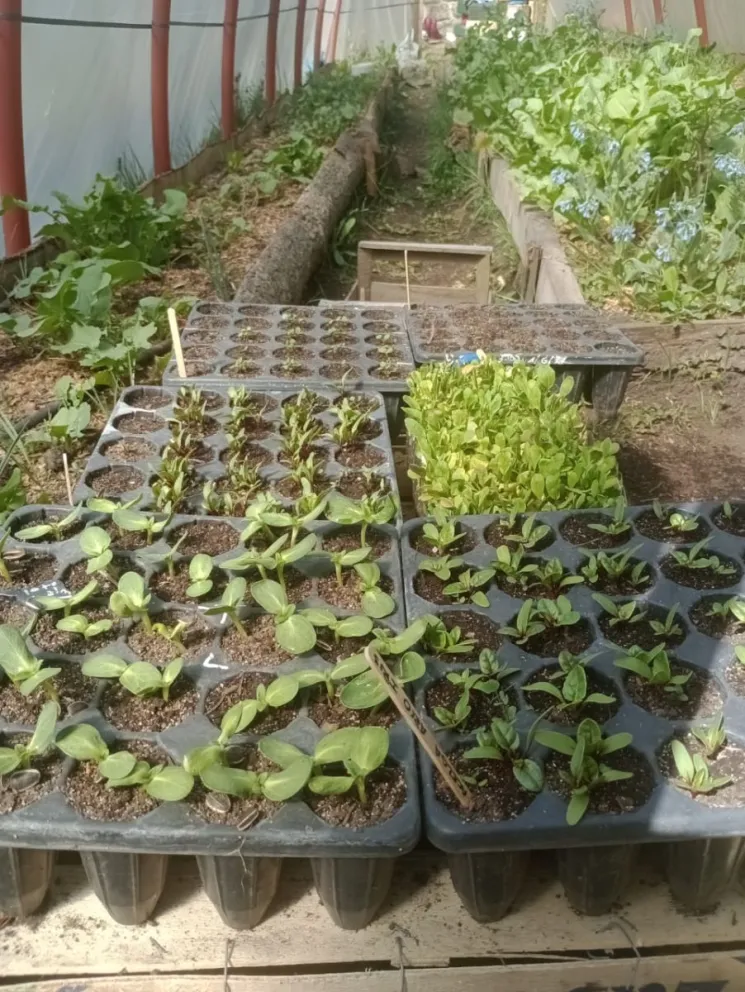 Los estudiantes de la Tecnicatura en Viveros realizan sus propias plantaciones en micro túneles. Foto: gentileza.