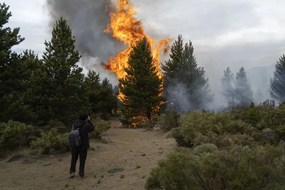 El fuego consumió rápidamente una zona llena de pinos. Foto: Marcelo Martínez