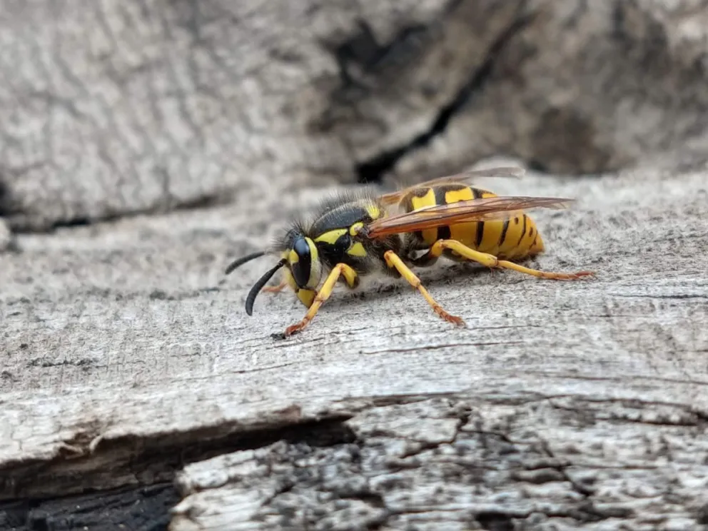 La charla se realizará este miércoles 30 a las 17 horas en el Puerto San Carlos. Foto: Agustina Porrino