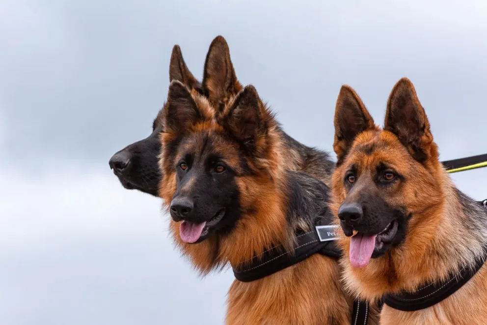 Una mujer enfrenta cargos ante la justicia por el ataque de sus perros. Foto ilustrativa