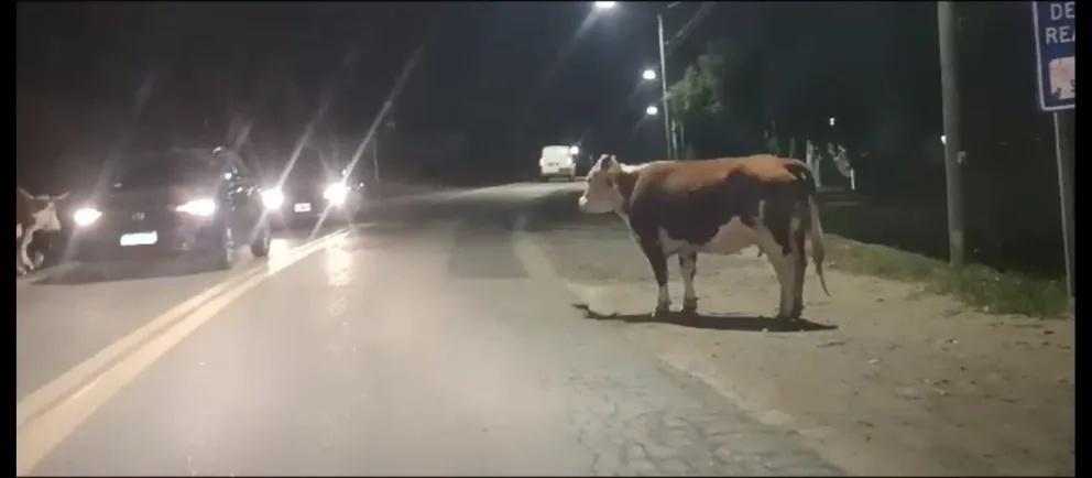 Las autoridades afirman que es un situación recurrente en la zona de los kilómetros, producto de la tenencia irresponsable de animales. Foto: Gentileza.
