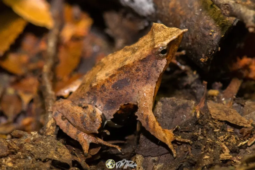 La rana de Darwin es una especie de valor especial y está en peligro de extinción. Fotos: gentileza Maximiliano Rocchi. 