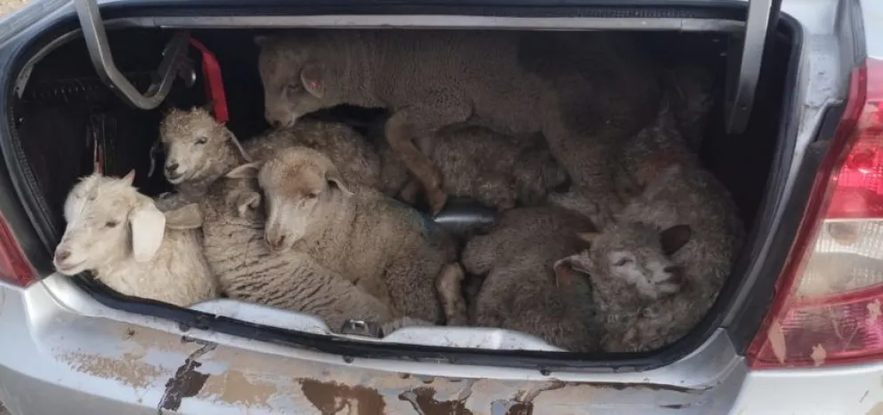 Se secuestraron 55 kilos de carne ovina y caprina, y 90 de carne vacuna despostada. Foto: Prensa Policía de Río Negro.