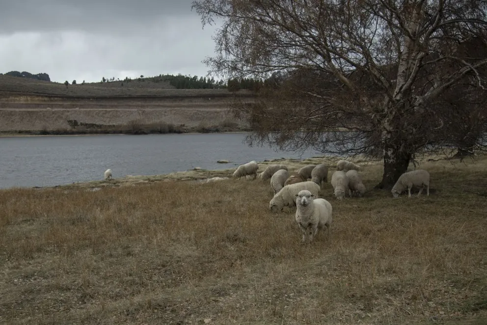 El predio de la laguna Los Juncos en el último tiempo es inaccesible por la presencia de este hombre que lo ocupa con sus ovejas. Fotos: Marcelo Martínez