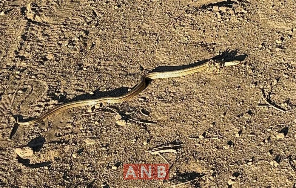 Culebras patagónicas. Advertir su presencia y no interrumpir su camino. Foto ANB