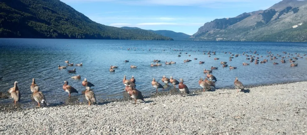 Recomiendan no alimentar a la fauna nativa silvestre. Foto: ANB.