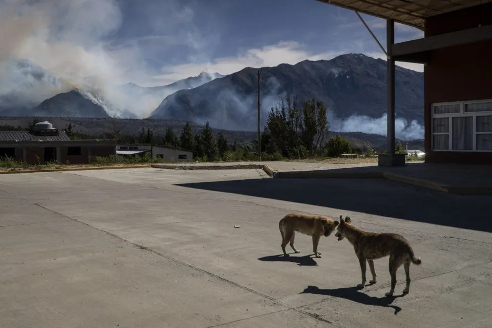 Solicitan alimento balanceado para perros y gatos y maíz partido. Foto: Marcelo Martínez.