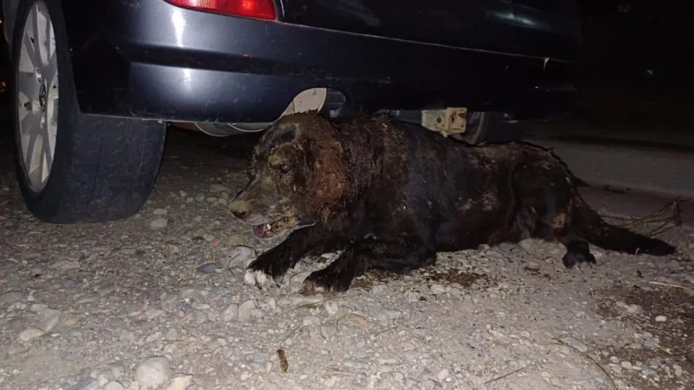"Gorda" murió horas después de ser rescatada, sin poder recibir atención veterinaria. Foto: Radio Con Vos.