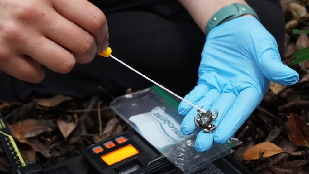 La ranita de Darwin se encuentra en peligro de extinción. Fotos: gentileza Parque Nacional Nahuel Huapi.