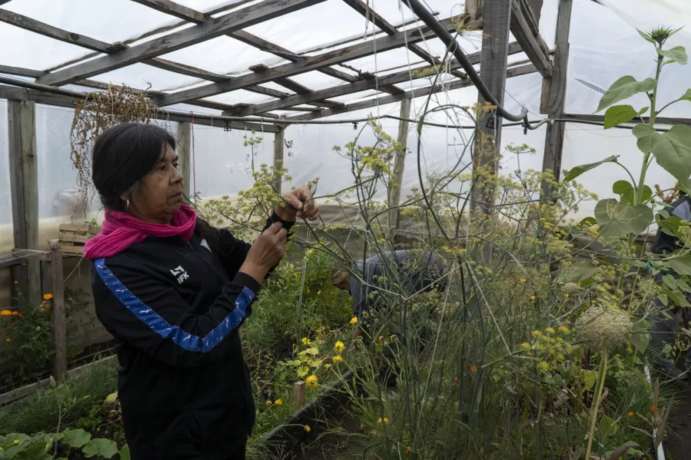 Las vecinas del barrio transformaron el terreno donde funcionaba la ex comisaría 28 en una parcela para cultivar frutas y verduras. Foto: Marcelo Martínez.