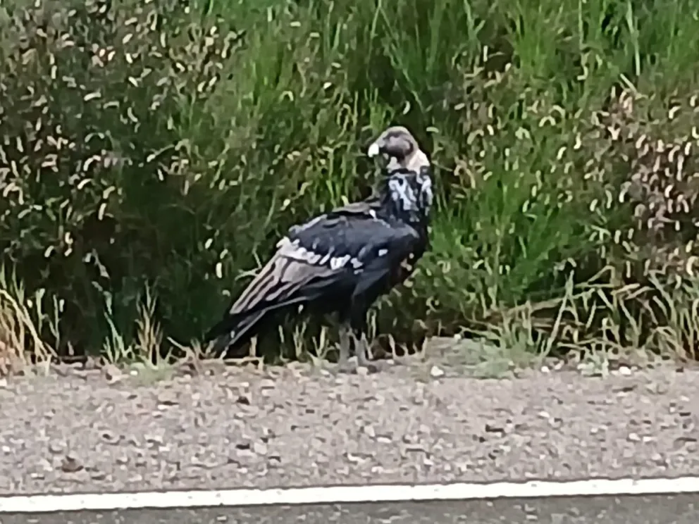 El hallazgo ocurrió aproximadamente a la altura del kilómetro 2017 de la ruta 40. Foto: Gentileza.