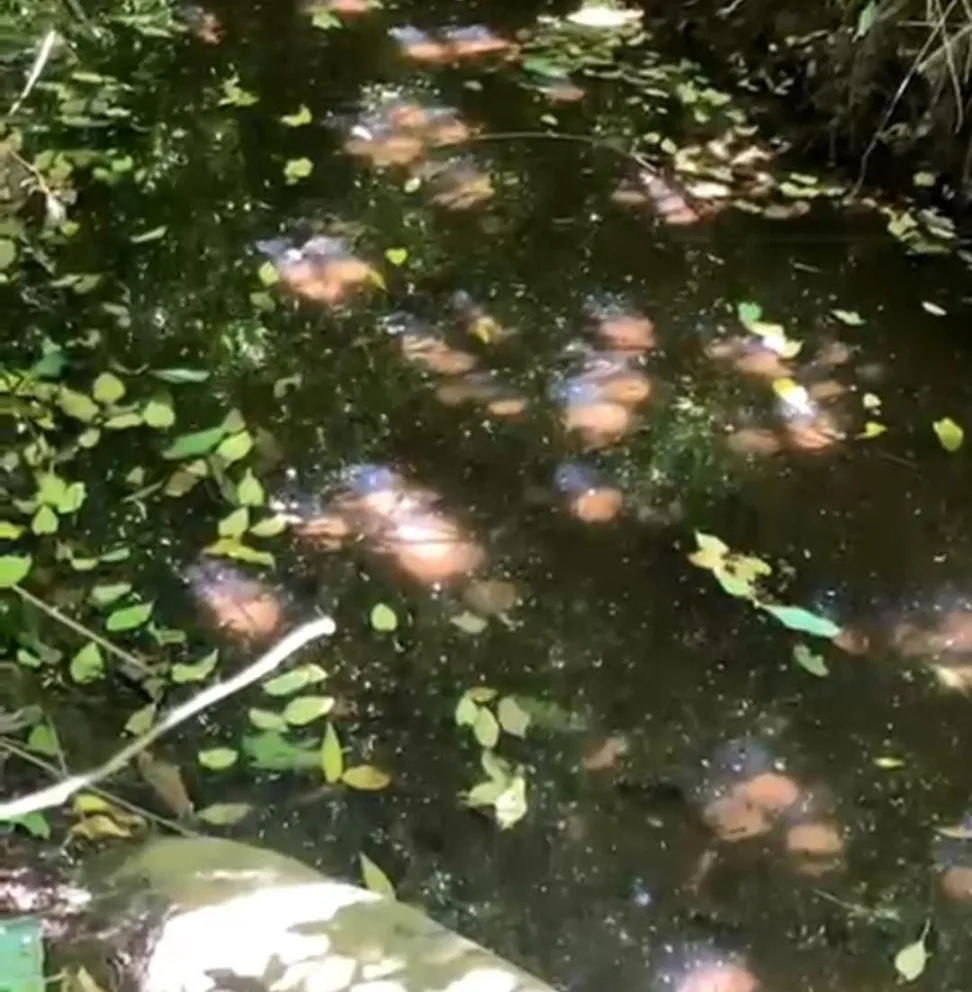 La muestra fue tomada el pasado 12 de febrero.