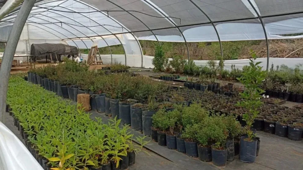 Las plantas podrán comprarse en el Vivero Educativo de Pasaje Gutiérrez N° 983.