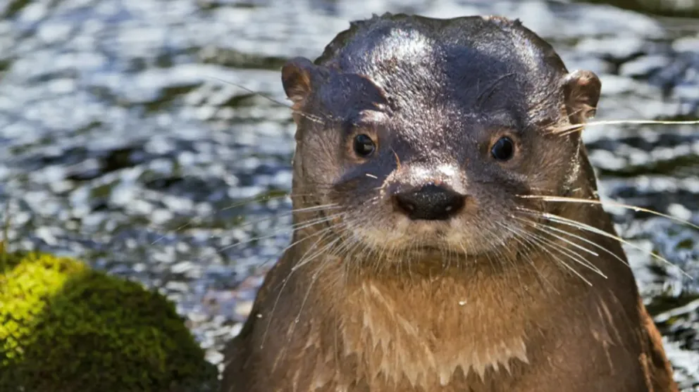 El huillín es una especie en peligro y hay programas para su conservación. Foto: gobierno de Río Negro.