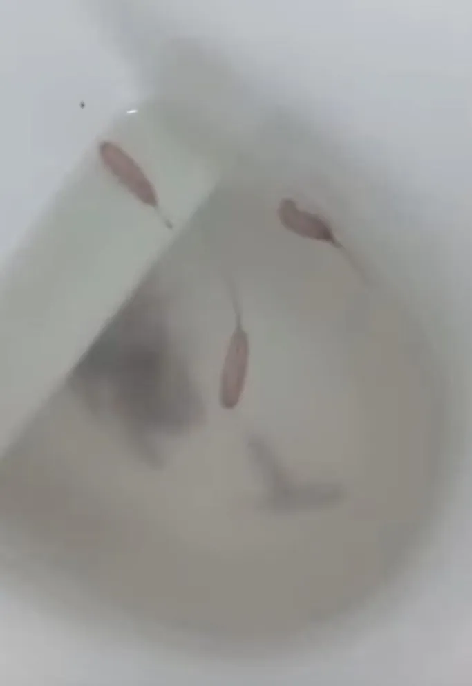 Los problemas en el sistema de agua y los sanitarios se vienen dando hace varios días. Foto gentileza