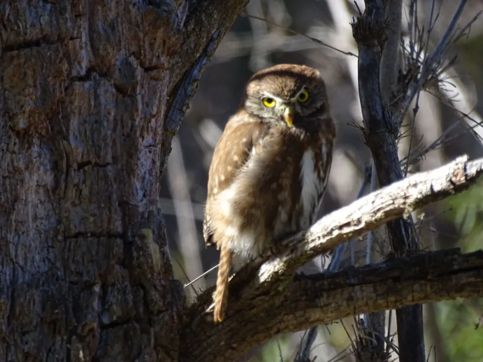 Las imagenes, bellisimas por cierto, demuestran la magia de la naturaleza. Fotos: Paula G.