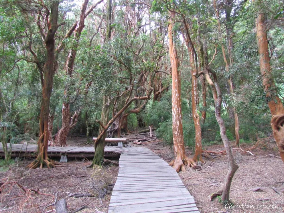 Las mujeres se encontraban en un sendero inhabilitado, alrededor de 200 metros del sendero del Bosque Municipal. Foto: ilustrativa.