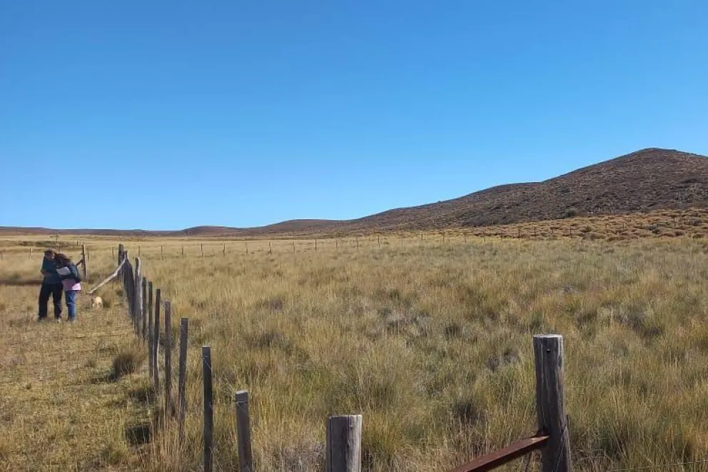 El coirón blanco es una especie nativa de destacada importancia forrajera en los sistemas ganaderos de nuestra región. Foto: gentileza.