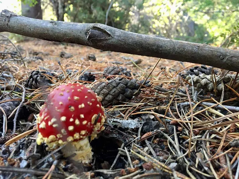 El cronograma de actividades se extenderá del 21 al 28 de abril. 