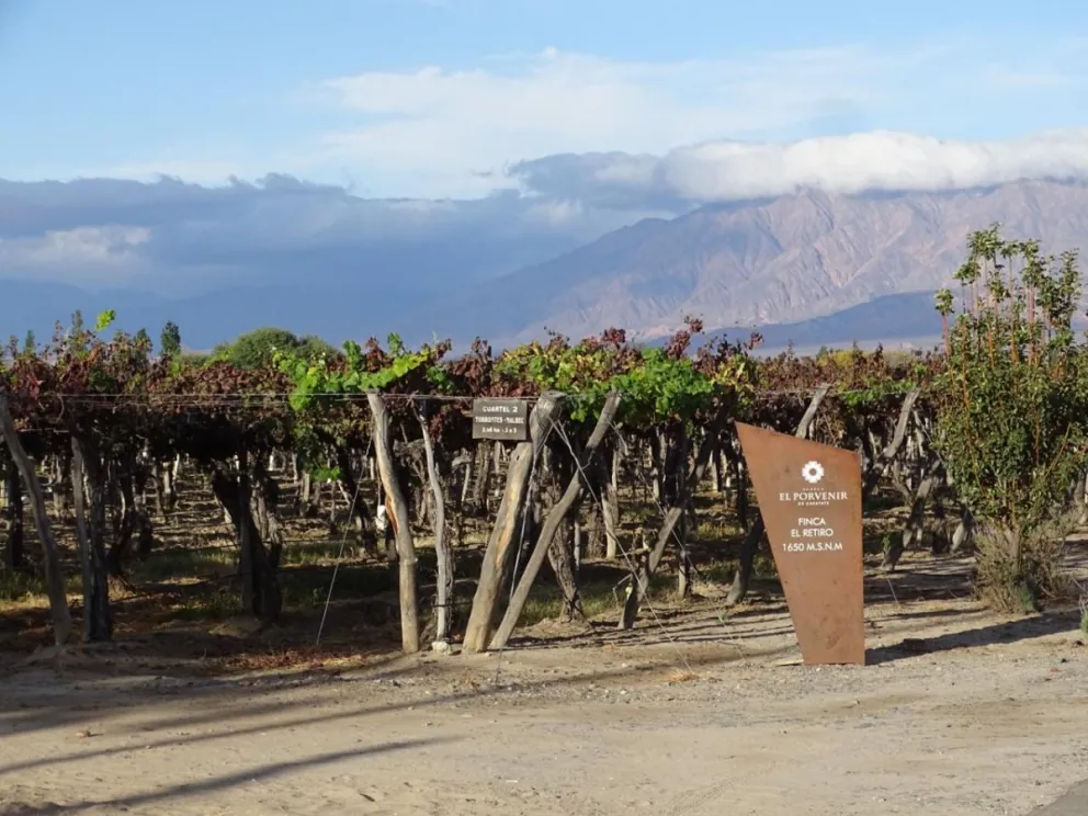 El Porvenir es una bodega ubicada en Cafayate, Salta. Fotos: ANB.