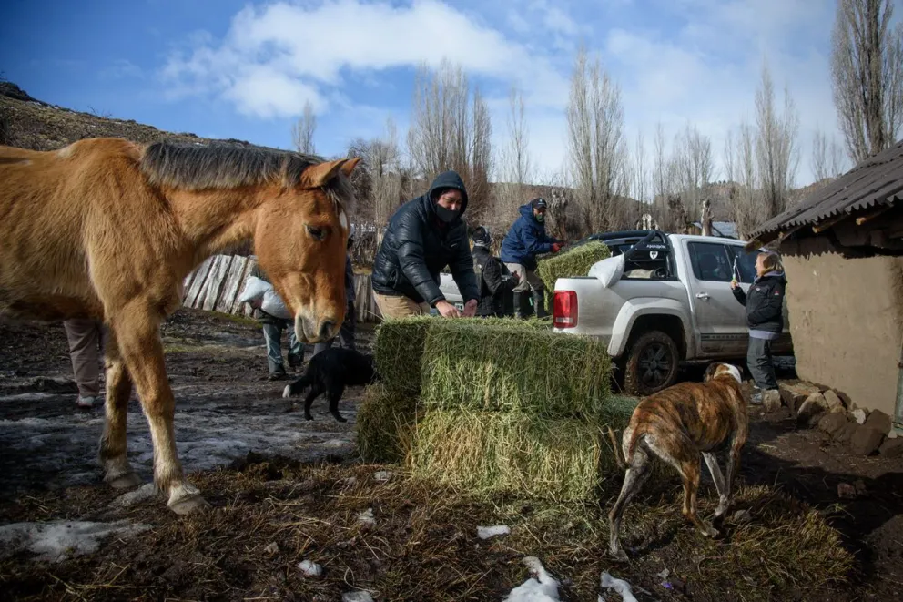 El aporte de alimento busca facilitar el trabajo de los pobladores rurales. Foto: ilustrativa Marcelo Martínez.