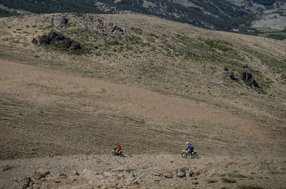 Para ayudar en la conservación de la especie, realizaron extracción de pinos. Fotos: Marcelo Martínez.