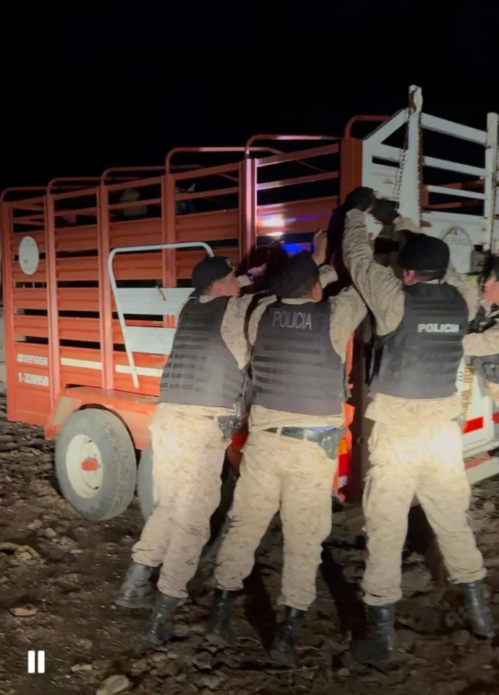 El animal fue recuperado en un campo distante a unos 70 kilómetros de Bariloche. Foto: gentileza.