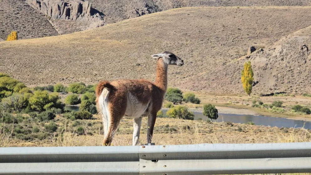 La presencia de guanacos en cercanías a la ruta crece durante esta época del año. Fotos: Parque Nacional Nahuel Huapi.
