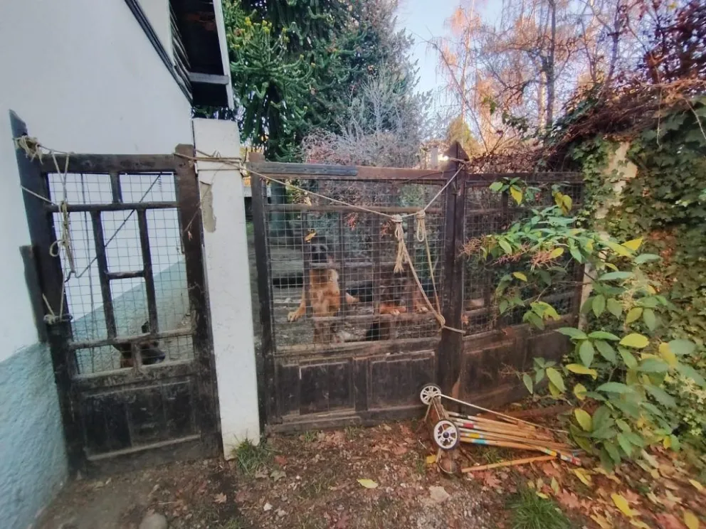 La mujer tenia seis perros en total, bajo un cuidado irresponsable. Foto gentileza
