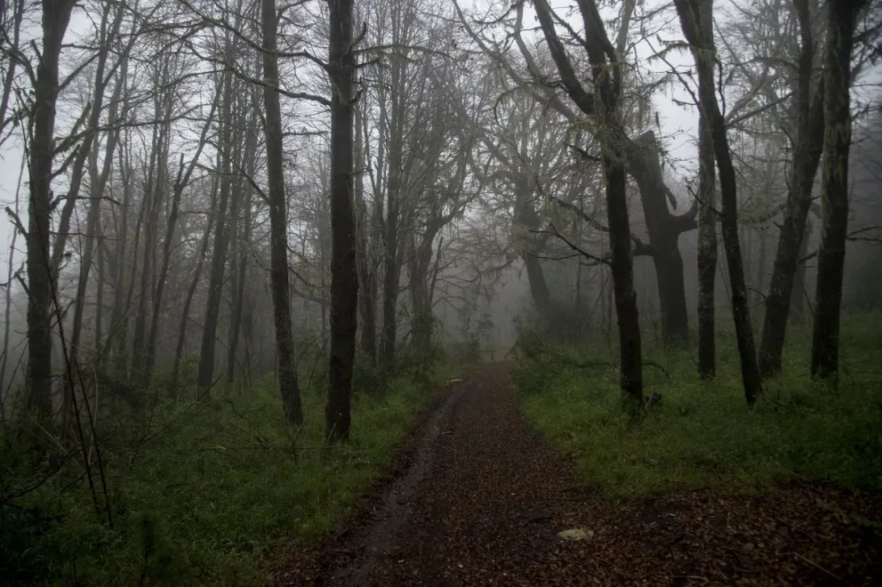 El STJ hizo lugar a una acción de mandamus presentada por la Asociación Civil Árbol de Pie. Foto: Marcelo Martínez.