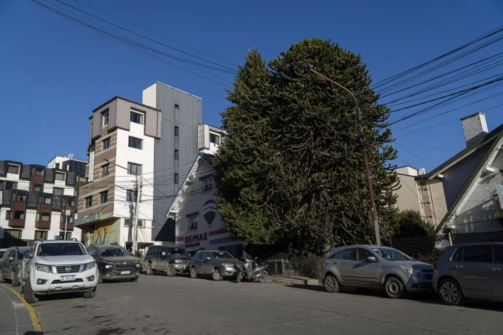 El Servicio Forestal Andino Bariloche niega haber recibido la documentación de la obra de la calle Libertad. Foto: Marcelo Martínez.