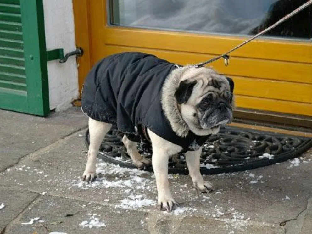 Los perros de razas pequeñas o de pelo corto son los que más sufren el frío en el invierno. 
