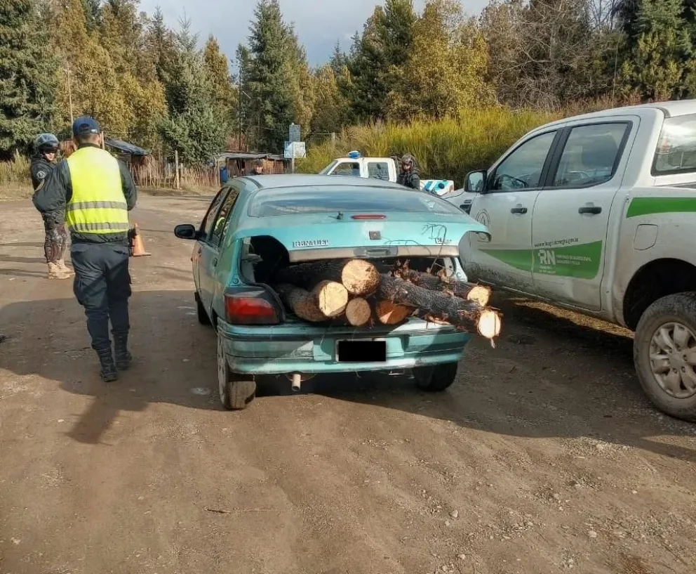 Parte de los arboles ya estaban cargados en vehiculos particulares. Foto gentileza