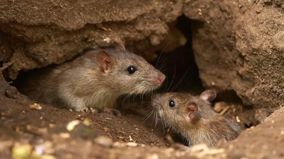 Tomar en cuenta los consejos evitará problemas mayores. Foto ilustrativa.