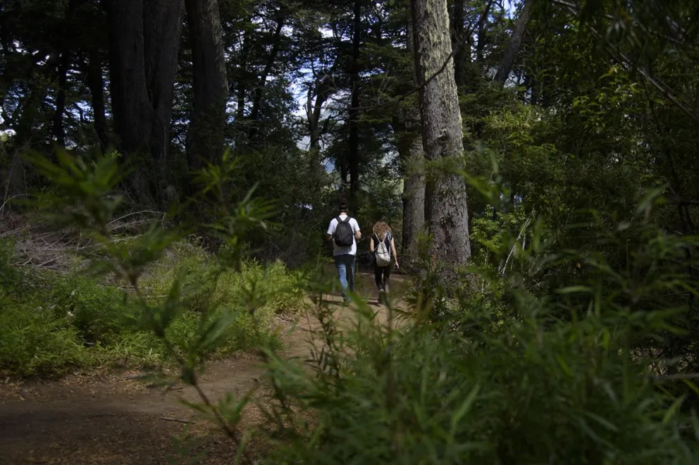 Este viernes, a partir de las 14 se realizará una caminata para apreciar los árboles del casco céntrico de la ciudad. Foto: Marcelo Martínez.
