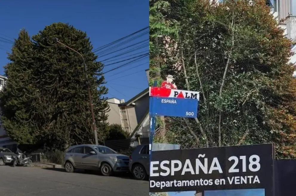 La empresa deberá conferir 10 Araucarias y 10 Arrayanes para plantar en espacios públicos. Foto1: Marcelo Martínez. Foto 2: Gentileza.
