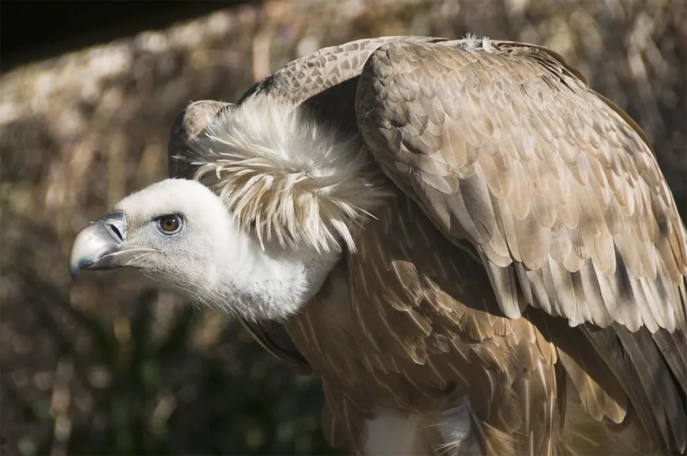 La celebración será el próximo sábado. Foto ilustrativa