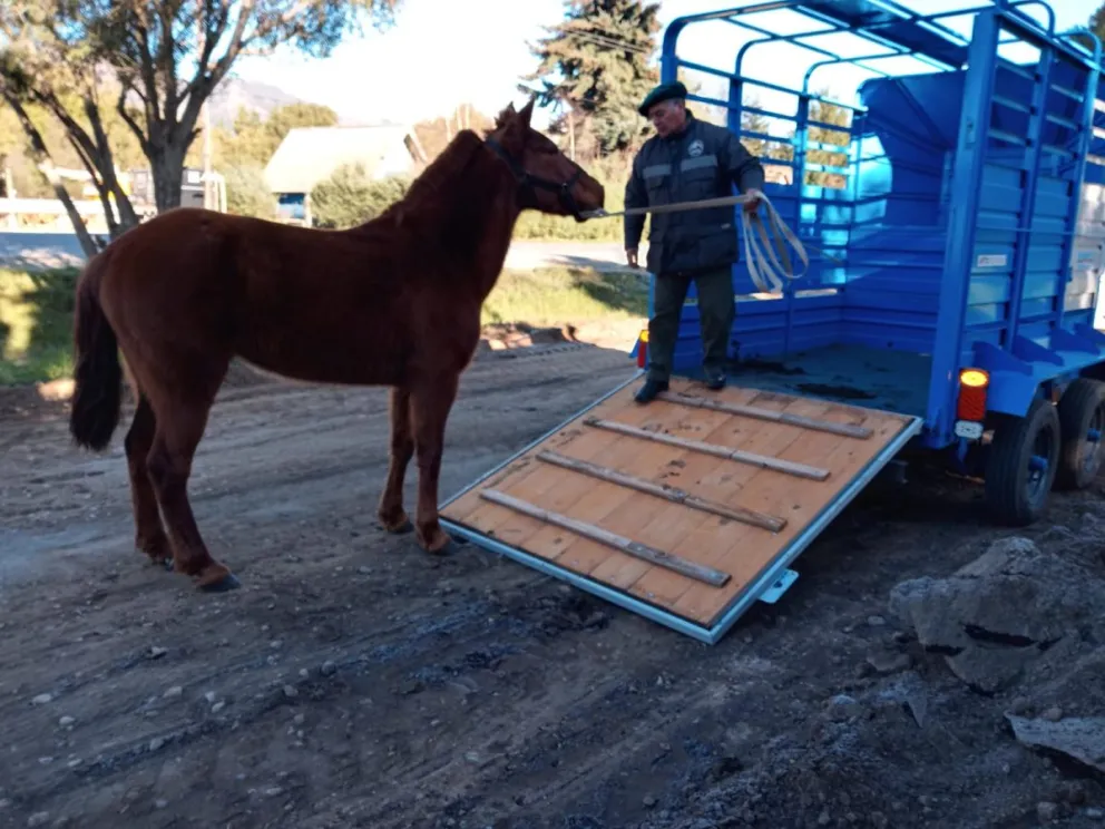 Los propietarios de caballos deben cumplir con el patentamiento equino obligatorio establecido por la Ordenanza Municipal N.º 392-CM-94. Foto: Bariloche Informa. 