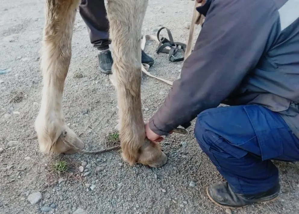 El animal quedó bajo resguardo y cuidado de los veterinarios del área. Foto gentileza