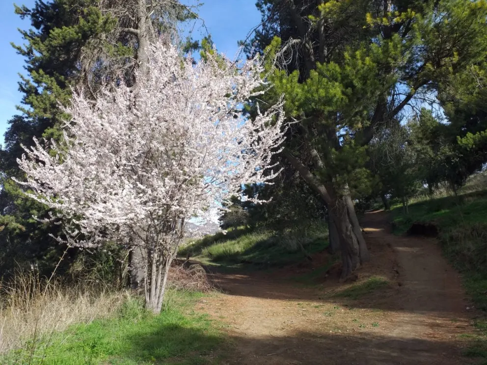 Este sábado 20 a las 11 horas se realizará el Jardín de Rocas. Fotos: Gentileza, Roy Germán Borisov. 