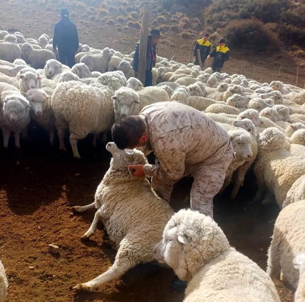 El operativo se realizó a partir de la denuncia de uno de los damnificados. Foto gentileza