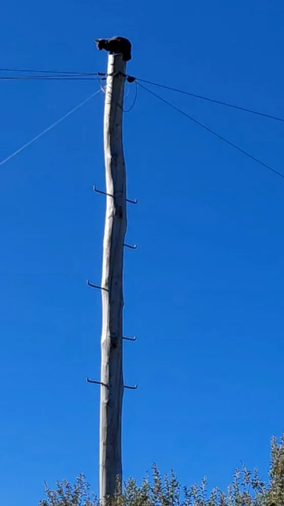 El gatito fue rescatado pasada la medianoche. Fotos: gentileza.