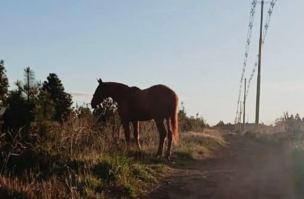 El operativo se realizó durante la mañana de este viernes. Foto gentileza