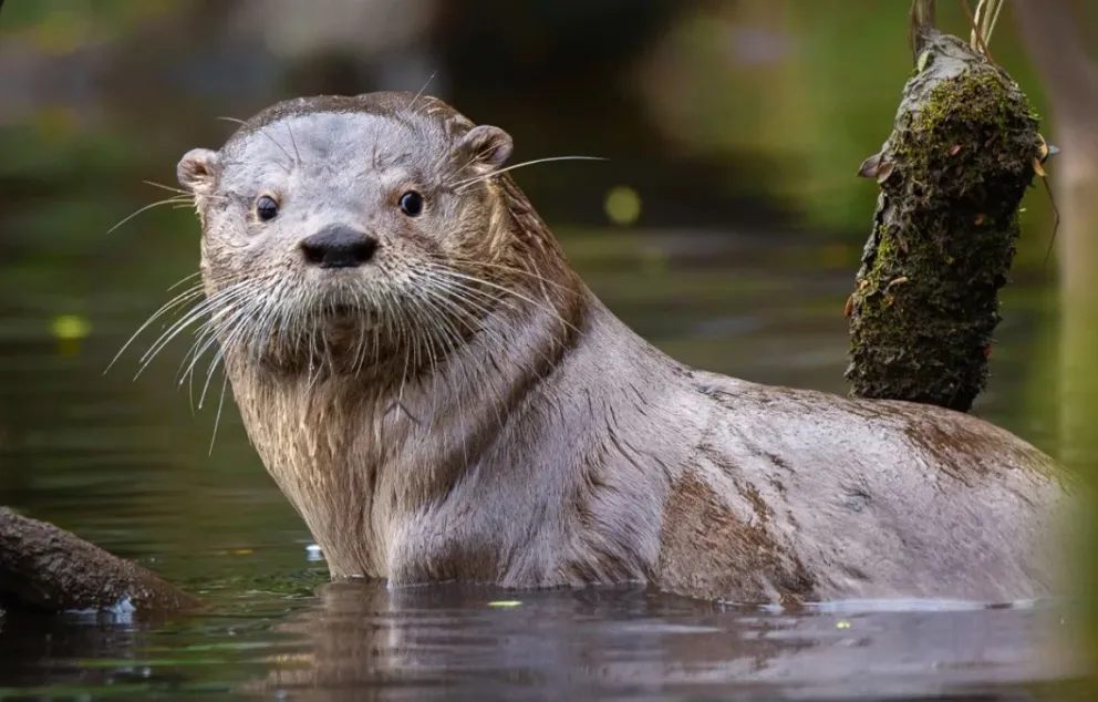 Las tareas incluyen trabajo con cámaras trampa, salidas de campo y análisis de datos mediante programas específicos.