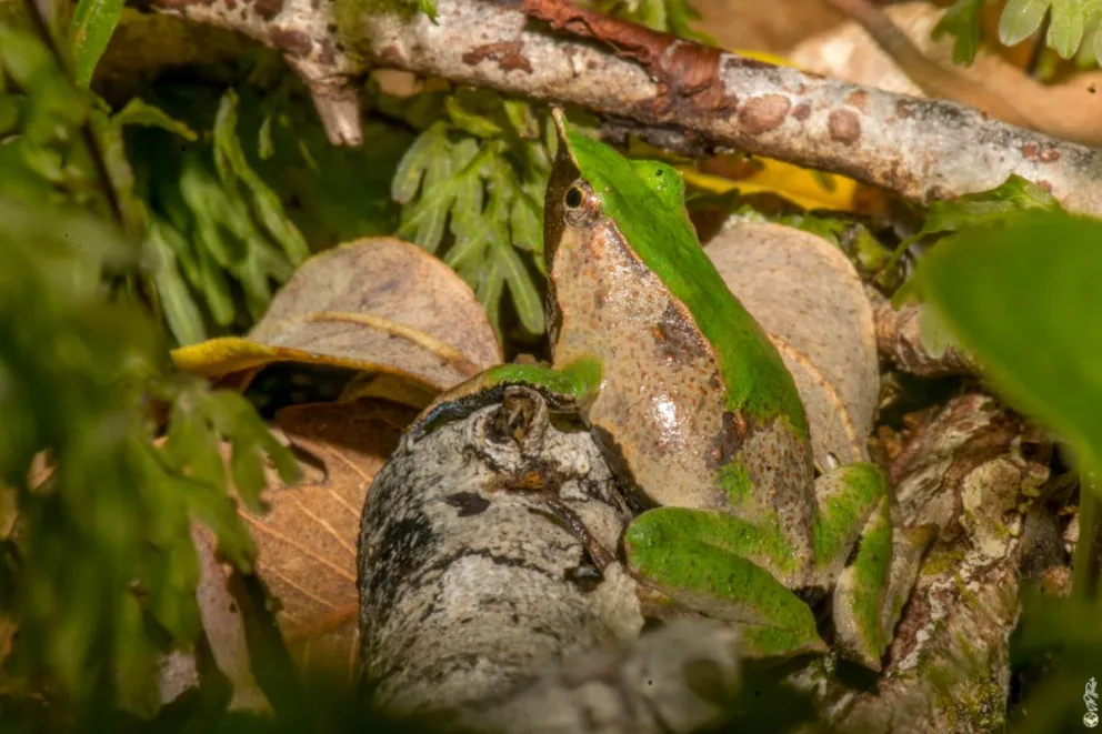 Si bien es difícil de encontrar, emite un sonido característico similar al canto de un pájaro. Foto: gentileza.