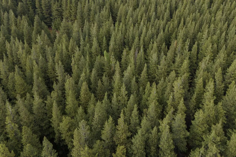 Los pinos fueron introducidos desde el hemisferio norte y se reprodujeron rápidamente en la región. Foto: Marcelo Martínez.