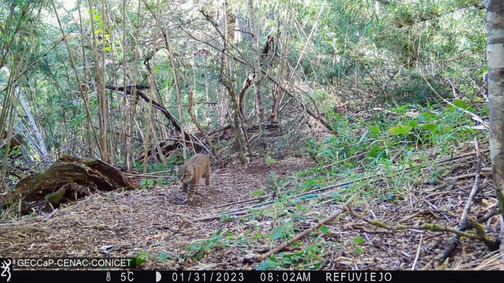 Se colocaron nuevos carteles en cercanías al Paso Cardenal Samoré para reforzar la prevención ante la presencia de fauna silvestre. Fotos: Prensa Parques Nacionales.